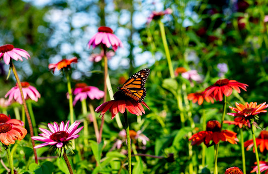 Spring has finally sprung!